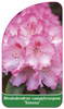 Rhododendron campylocarpum 'Simona'