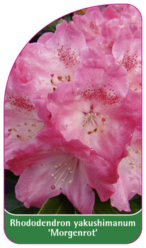 Rhododendron yakushimanum 'Morgenrot'