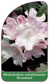 Rhododendron yakushimanum 'Dreamland'