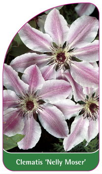 Clematis 'Nelly Moser'
