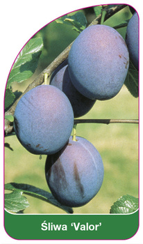 Śliwa 'Valor'