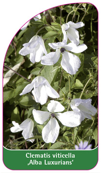 Clematis viticella 'Alba Luxurians'