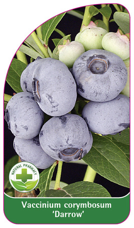 Vaccinium corymbosum 'Darrow'