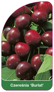 Třešeň 'Burlat'