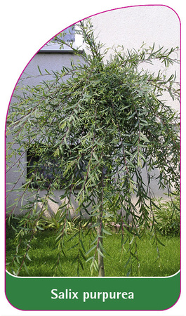 Salix purpurea