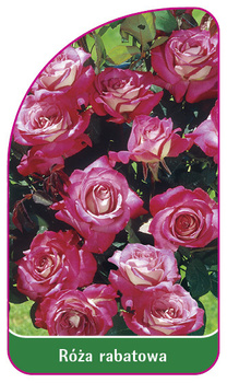 Róza rabatowa Nr. 108 A