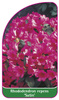 Rhododendron repens 'Satin'