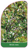 Betula nana