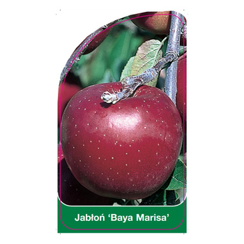 Jabloň 'Baya Marisa'