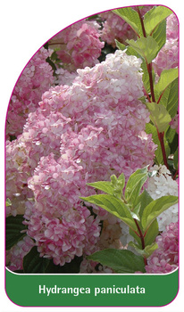 Hydrangea paniculata