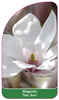 Magnolia 'San Jose'