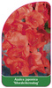 Azalea japonica 'Moederkensdag'
