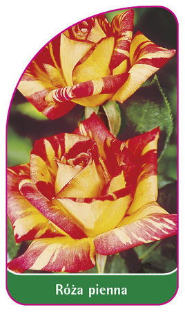 Róza pienna Nr. 10