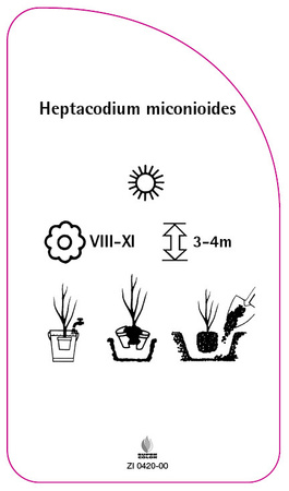 Heptacodium miconioides