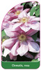 Clematis, rosa