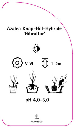 Azalea Knap-Hill-Hybride 'Gibraltar'