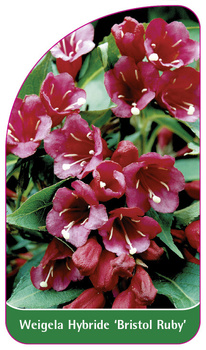 Weigela Hybride 'Bristol Ruby'