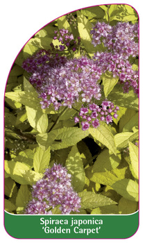 Spiraea japonica 'Golden Carpet'