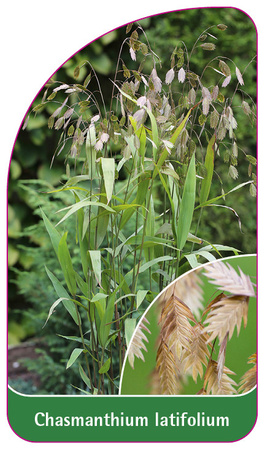 Chasmanthium latifolium