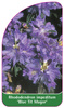 Rhododendron-Hybride 'Blue Tit Magor'