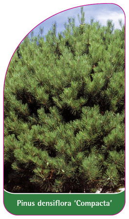 Pinus densiflora 'Compacta'