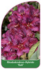 Rhododendron-Hybride 'Kali'