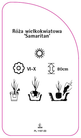 Velkokvětá růže 'Samaritan'