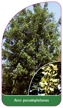 Acer pseudoplatanus