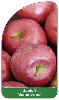 Jablon 'Summerred'