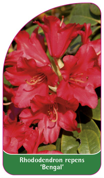 Rhododendron repens 'Bengal'