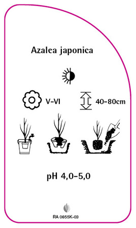 Azalea japonica