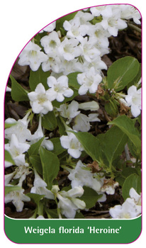 Weigela florida 'Heroine'