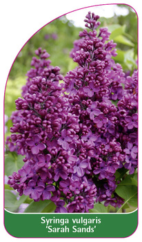 Syringa vulgaris 'Sarah Sands'