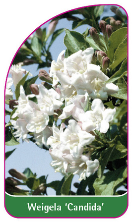 Weigela 'Candida'