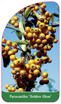 Pyracantha 'Golden Glow'