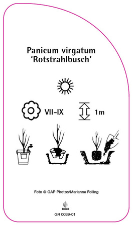 Panicum virgatum 'Rotstrahlbusch'