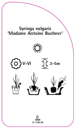 Syringa vulgaris 'Madame Antoine Buchner'
