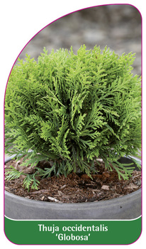 Thuja occidentalis 'Globosa'