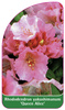 Rhododendron yakushimanum 'Queen Alice'