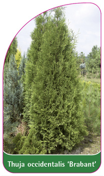 Thuja occidentalis 'Brabant'