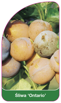 Śliwa 'Ontario'