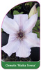 Clematis 'Matka Teresa'