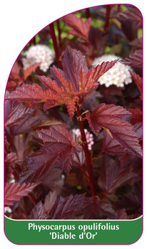 Physocarpus opulifolius 'Diable d'Or'