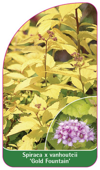 Spiraea x vanhouteii 'Gold Fountain'