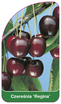 Czereśnia 'Regina'