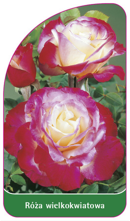 Velkokvětá růže č. 231