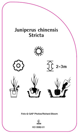 Juniperus chinensis 'Stricta'