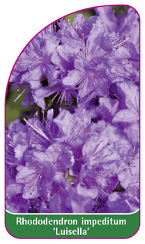 Rhododendron impeditum 'Luisella'