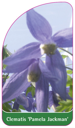 Clematis 'Pamela Jackman'