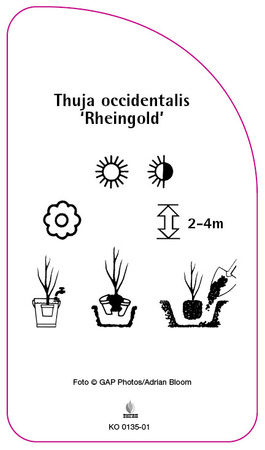 Thuja occidentalis 'Rheingold'